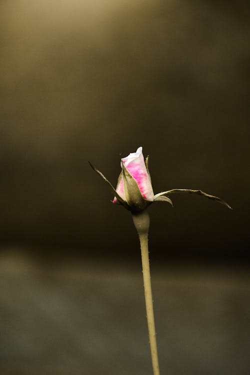 Pink and White Flower Bud in Close Up Photography