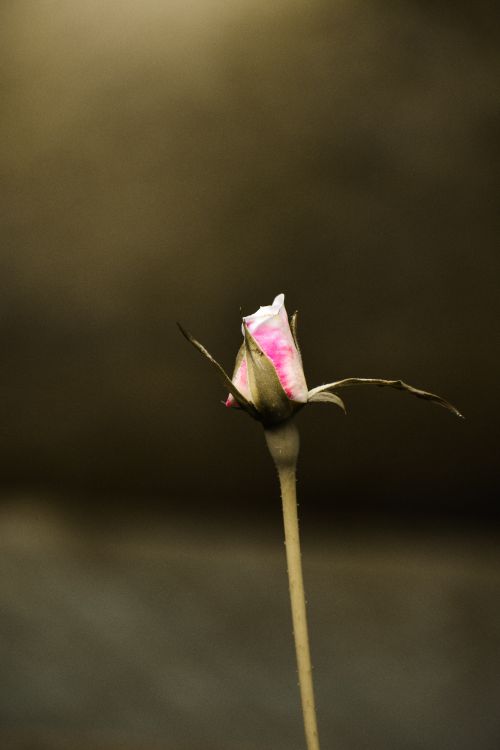 Free Delicate pink rose bud captured in soft lighting, displaying nature's gentle beauty. Stock Photo
