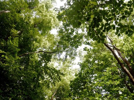 A peaceful view looking up at lush green leaves in a sunlit forest during summer.