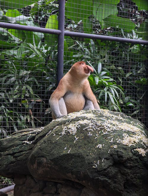 Monkey Sitting on a Rock in a ZOO 