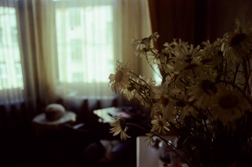 Kostnadsfri bild av blommor, bukett, chamomiles