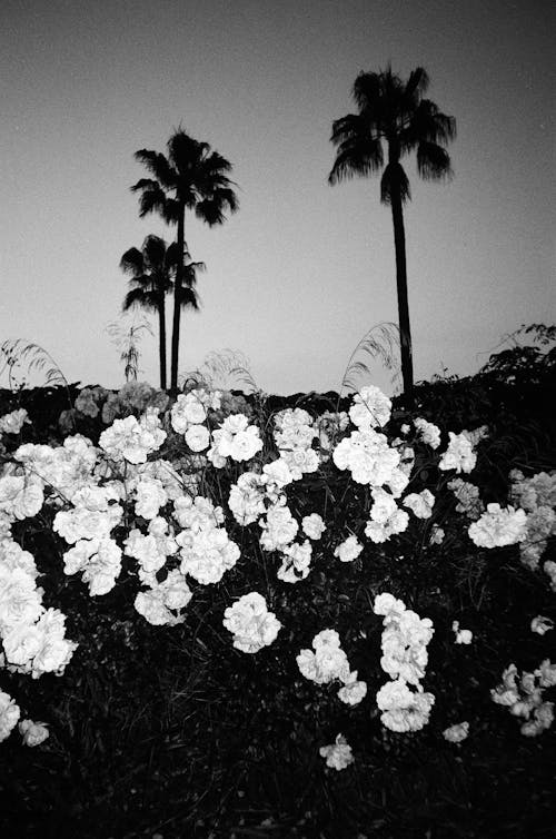Flowers and Palm Trees at Dusk 