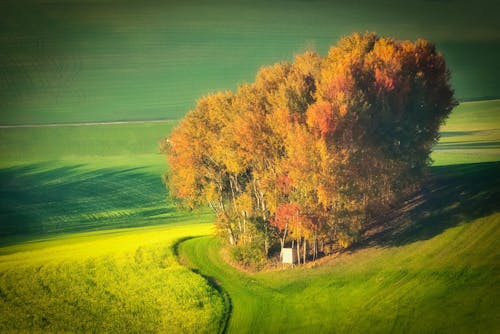 Birds Eye View of Trees and Fields in Autumn 