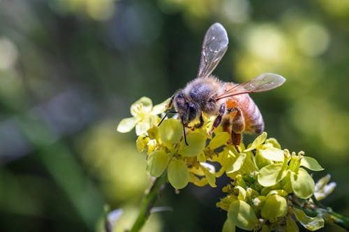 Close-up of a Bee on a Flower 