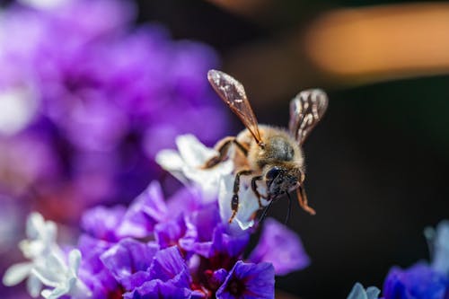 Bee Collecting Nectar and Pollinating Flowers