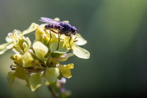 Gratis lagerfoto af blomst, dyrefotografering, flora