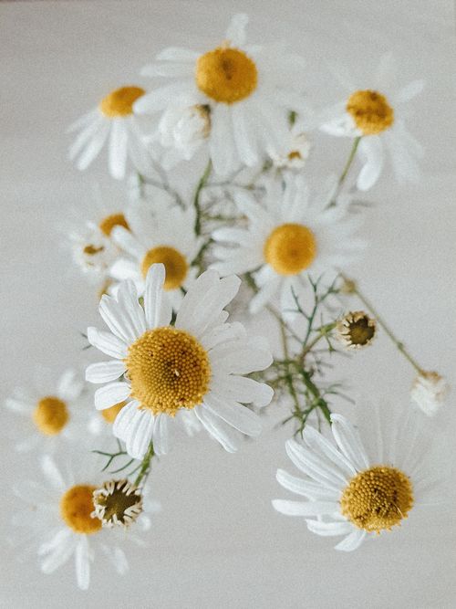 Free Close-up view of fresh chamomile flowers with white petals and vibrant yellow centers. Stock Photo