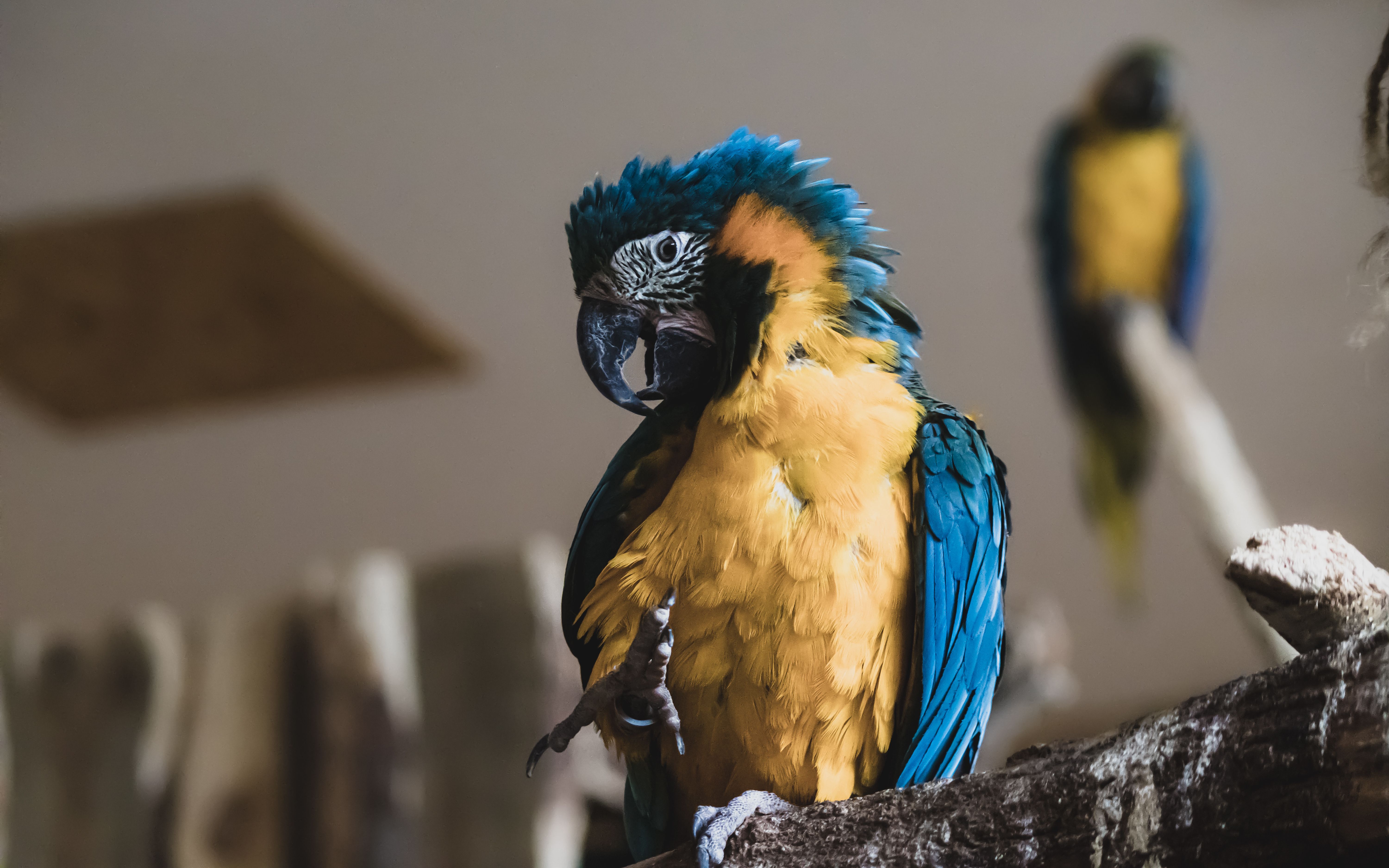 Image showcasing Blue and yellow Macaw parrot cleaning its feathers. · Free Stock Photo