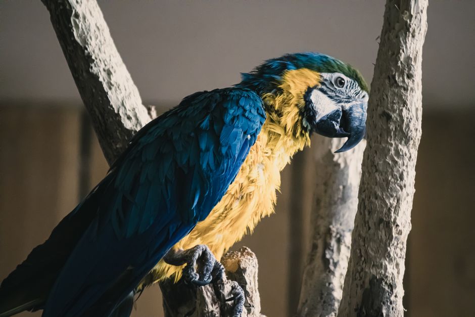 Bright plumage is easier than it looks
