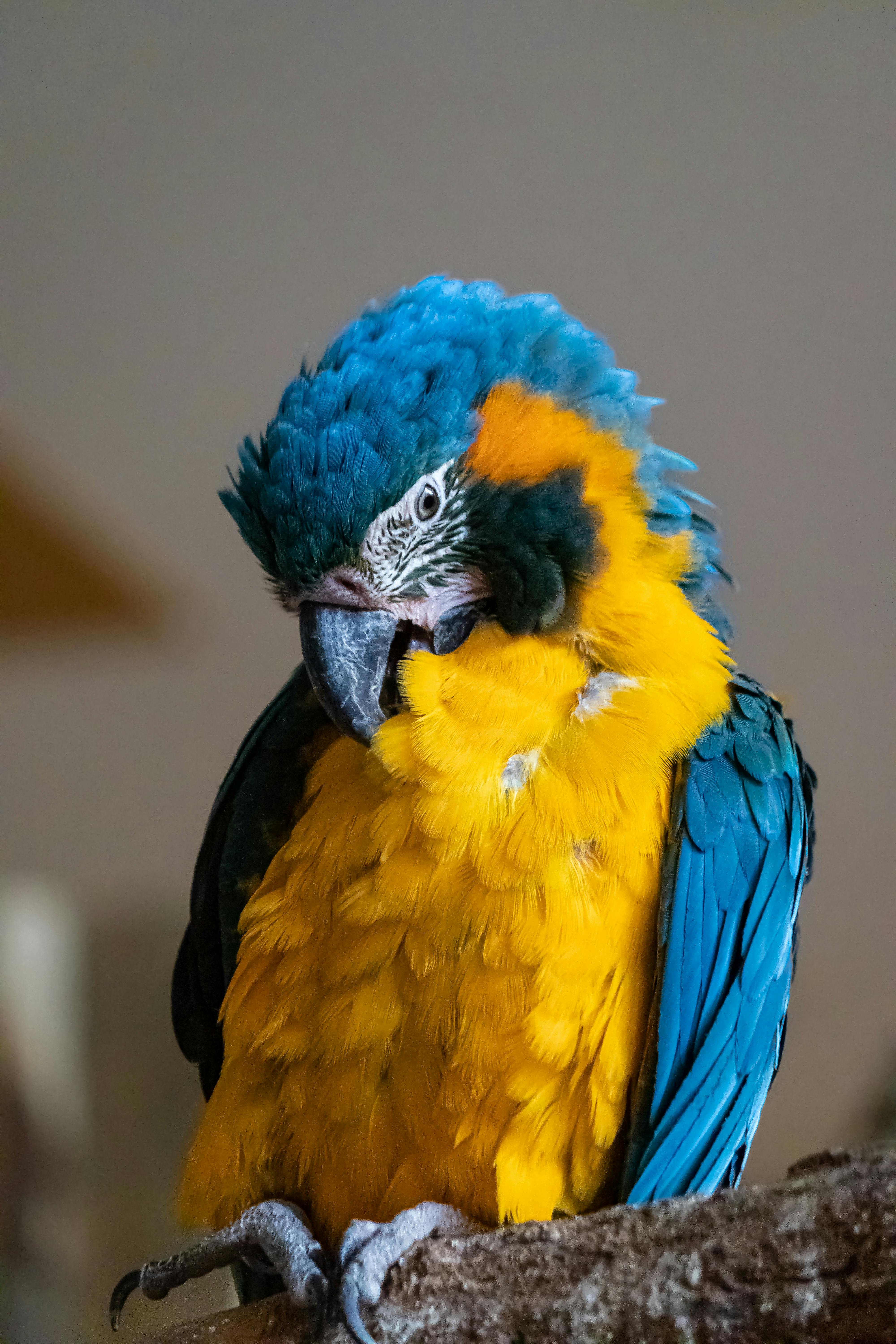 Blue and yellow Macaw - parrot
