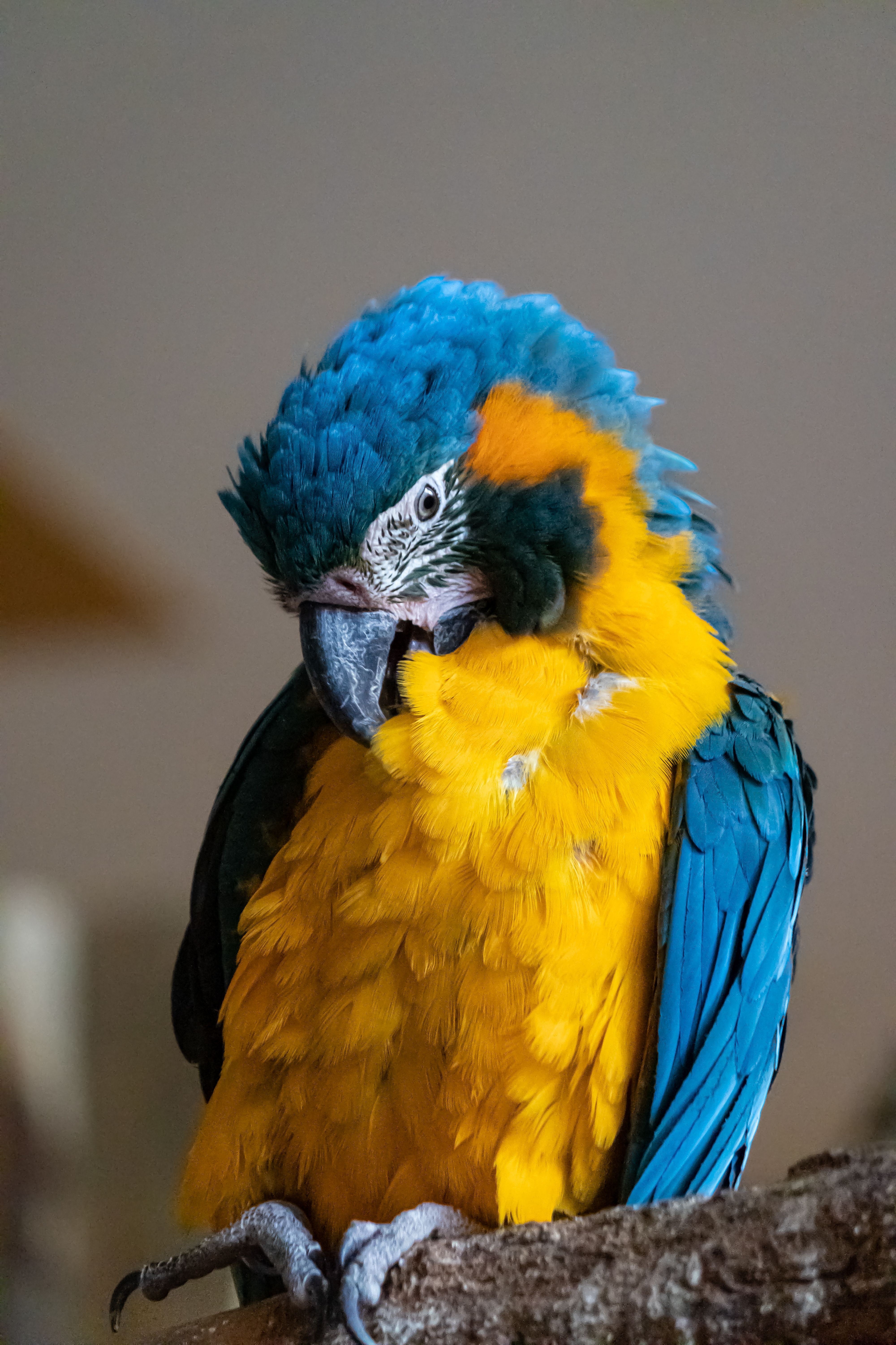 Blue and yellow Macaw - parrot · Free Stock Photo