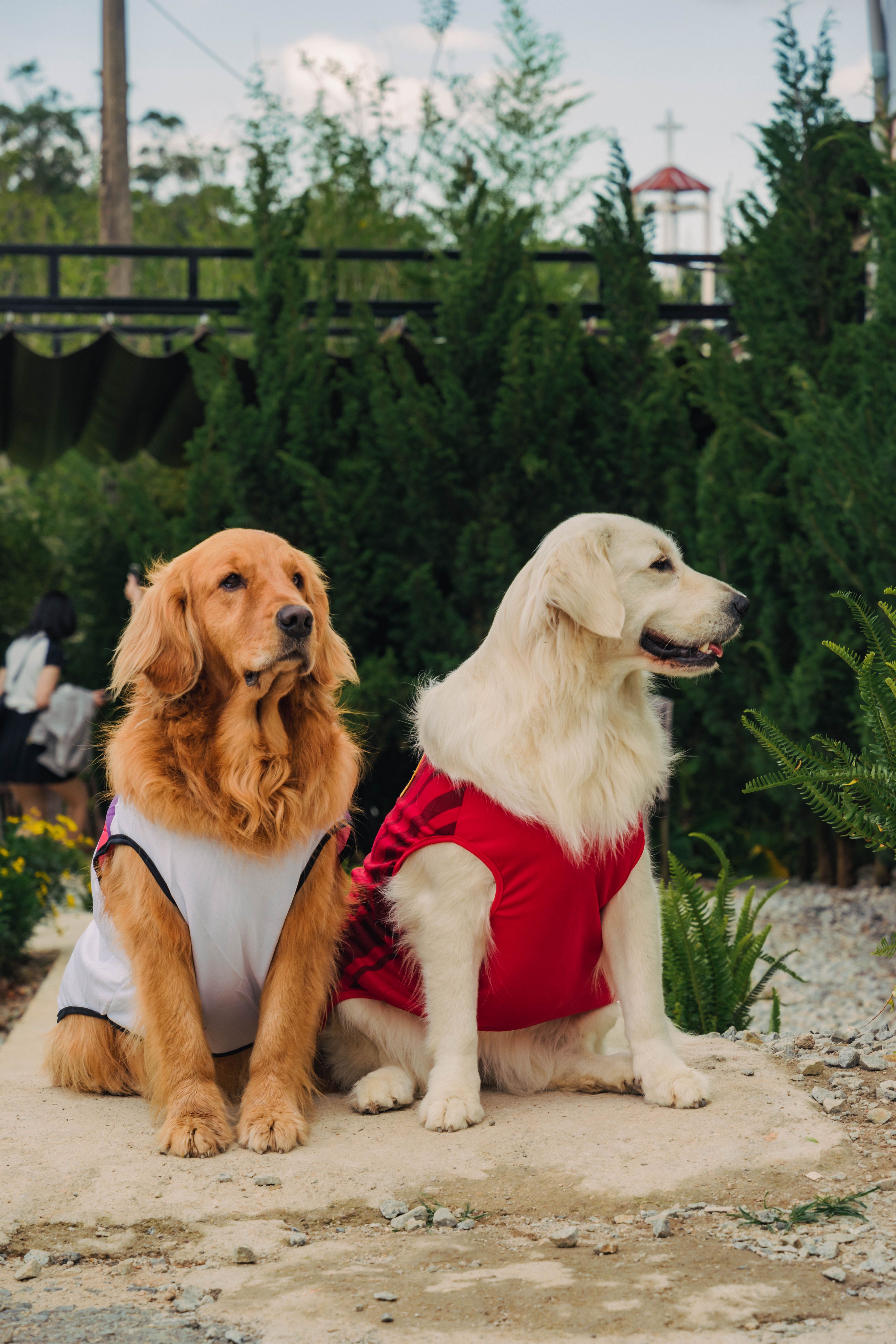 Sitting Dogs in Clothes  Free Stock Photo