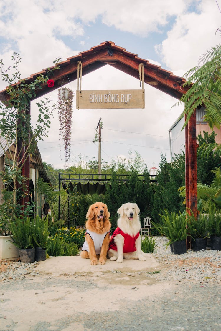 Dogs In Clothes Sitting In Gate