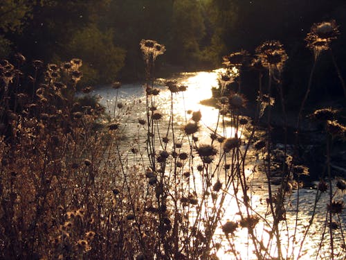 A river with a sunset behind it and some tall grasses