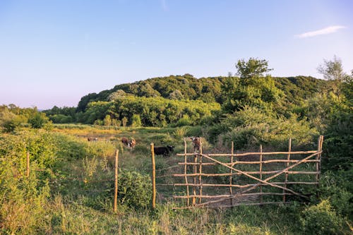Wooden Gate with Cattle behind in Countryside