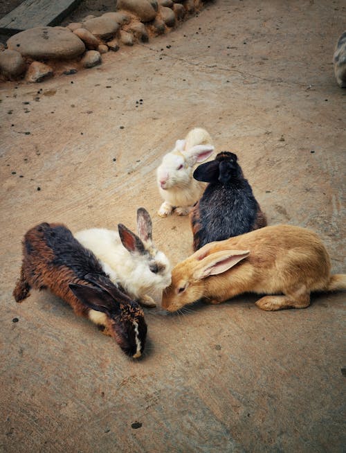 Foto profissional grátis de animais, animais de estimação, coelhos