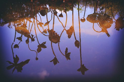 Lotus  reflection