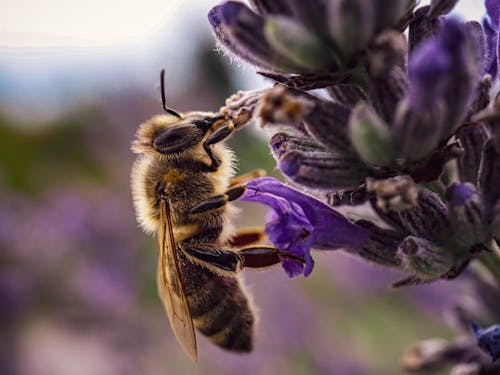 Close-up of a Bee on a Lavender Flower 