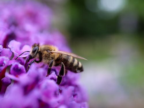Gratis arkivbilde med bie, blomst, dyr
