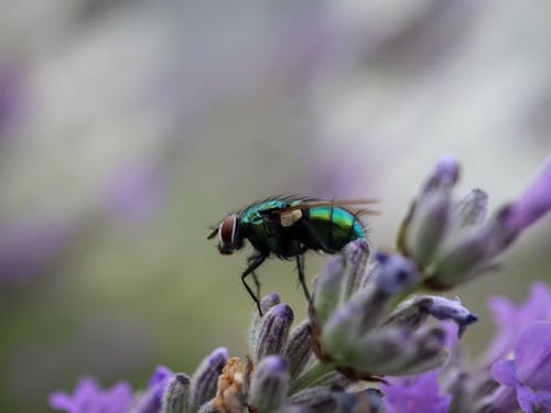 Ilmainen kuvapankkikuva tunnisteilla eläinkuvaus, hyönteinen, hyönteistiede