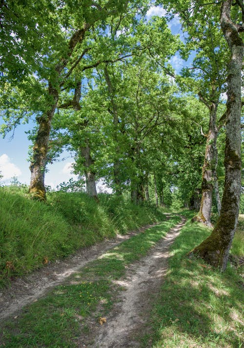 Imagine de stoc gratuită din arbori, drum de pământ, drum de tara