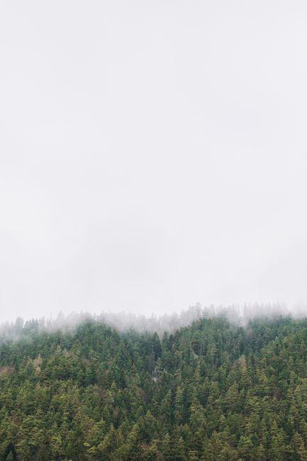 A serene view of a misty forest canopy covered by soft pastel fog, ideal for nature themes.