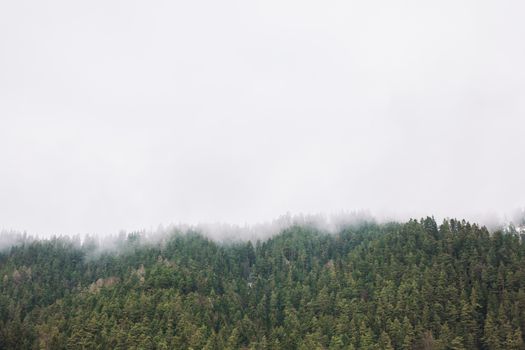 郁郁葱葱的森林上空，雾气盘旋，营造出神秘而宁静的自然景观