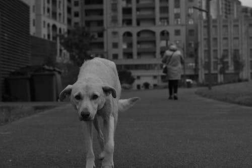 Black and White Photo of a Dog Walking in a City 