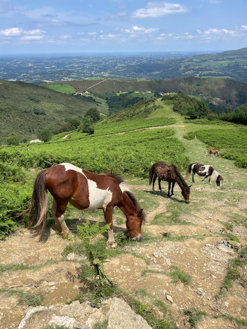 Základová fotografie zdarma na téma fotografování zvířat, koně, kopec