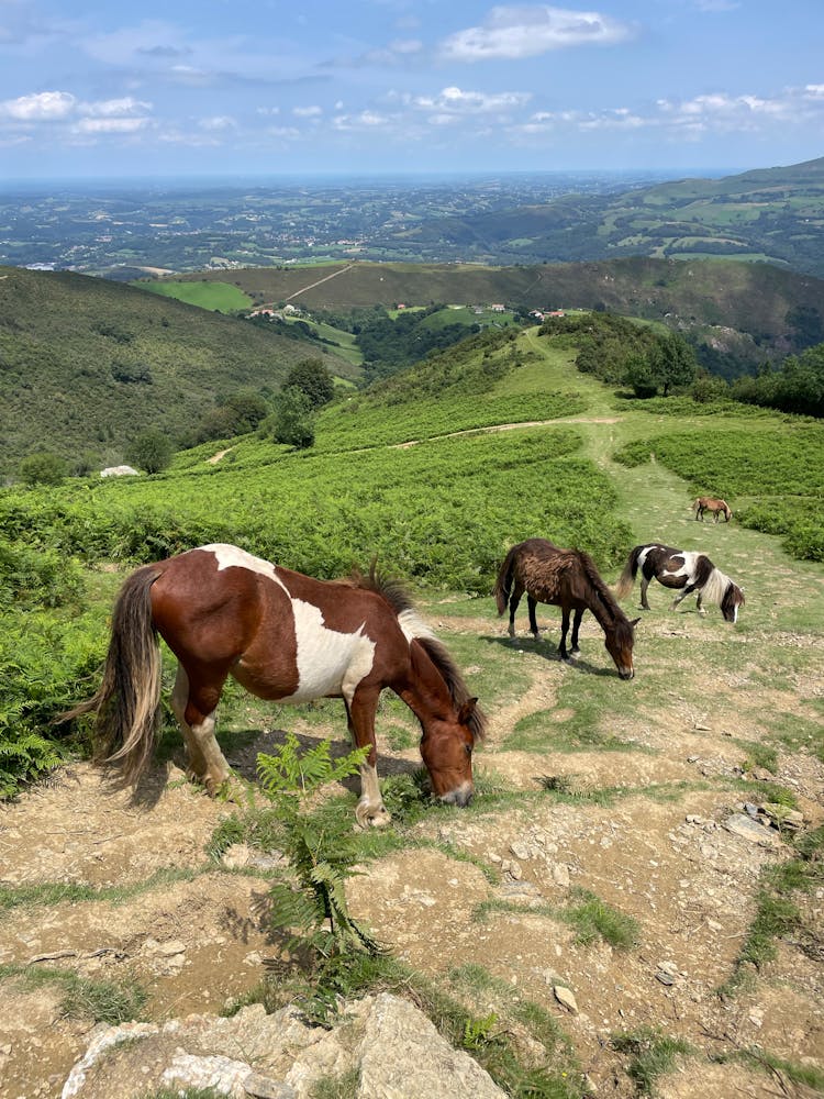 Horses On Pasture On Hill