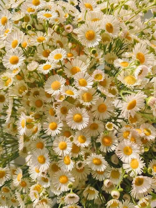 Gratis stockfoto met bloemblaadje, bloemen, detailopname