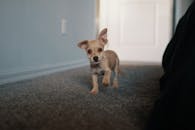 一只耳朵松软的小狗在室内的地毯上行走