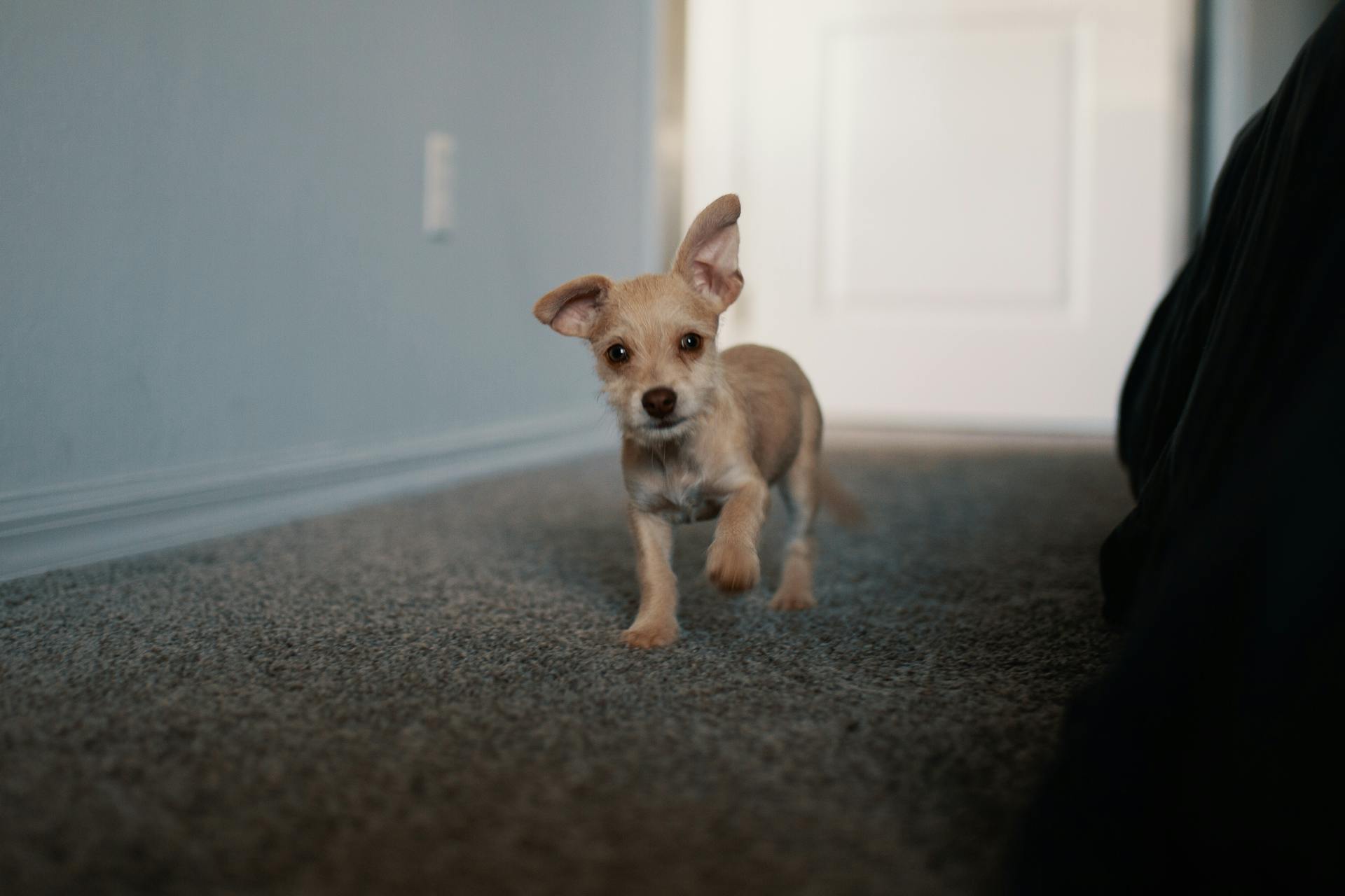 Un chiot brun à poil court marche sur un tapis noir