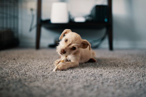 бесплатная Фотография щенка, лежащего на ковре Стоковое фото