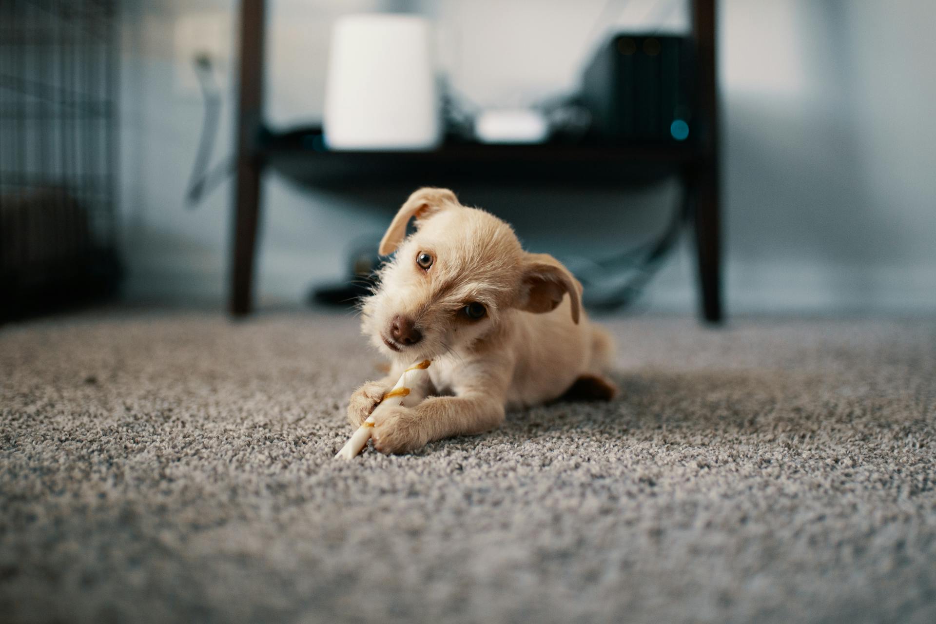 Foto van een hondje op het tapijt