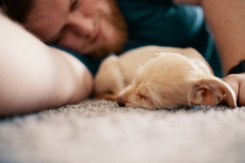 Free Close-Up Photo of Dog Sleeping Beside Man Stock Photo