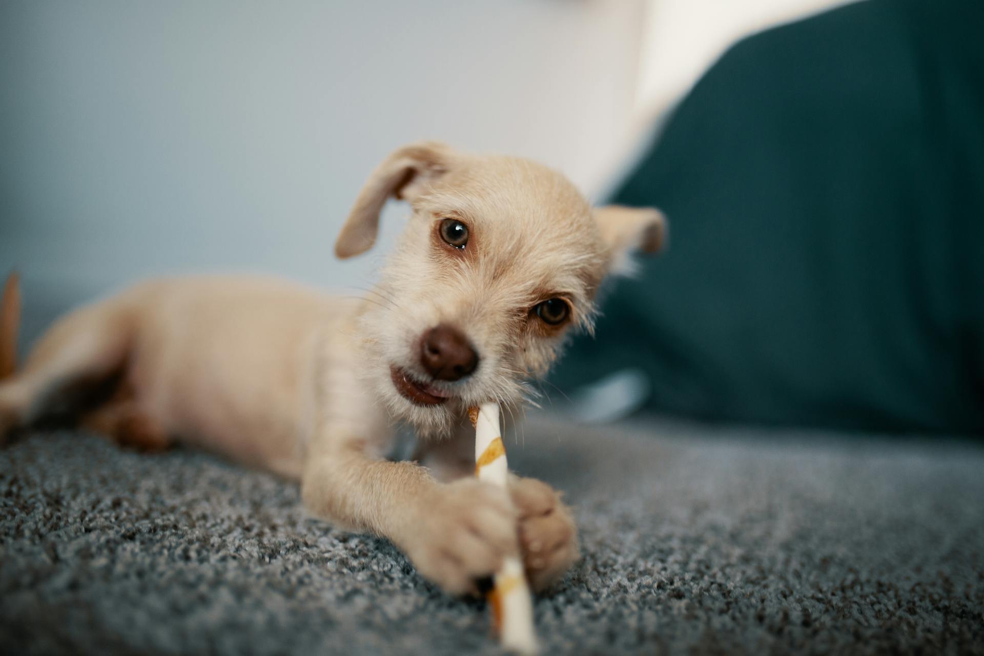 Chiot à poil court brun