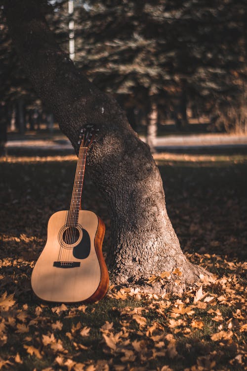 Kostenloses Stock Foto zu akustische gitarre, baum, baumstamm