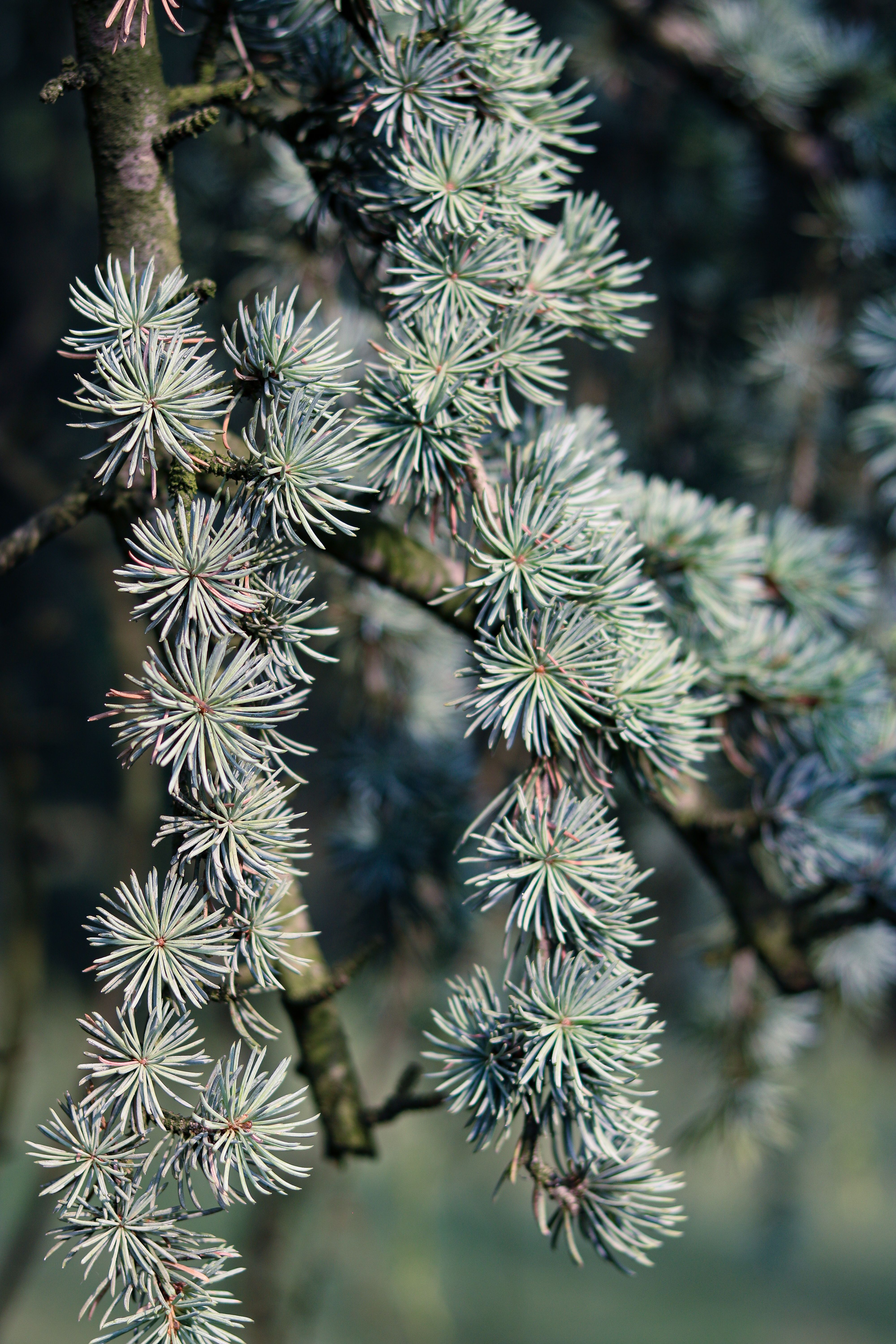 Close-Up Photo of a Atlas Cedar Branch · Free Stock Photo