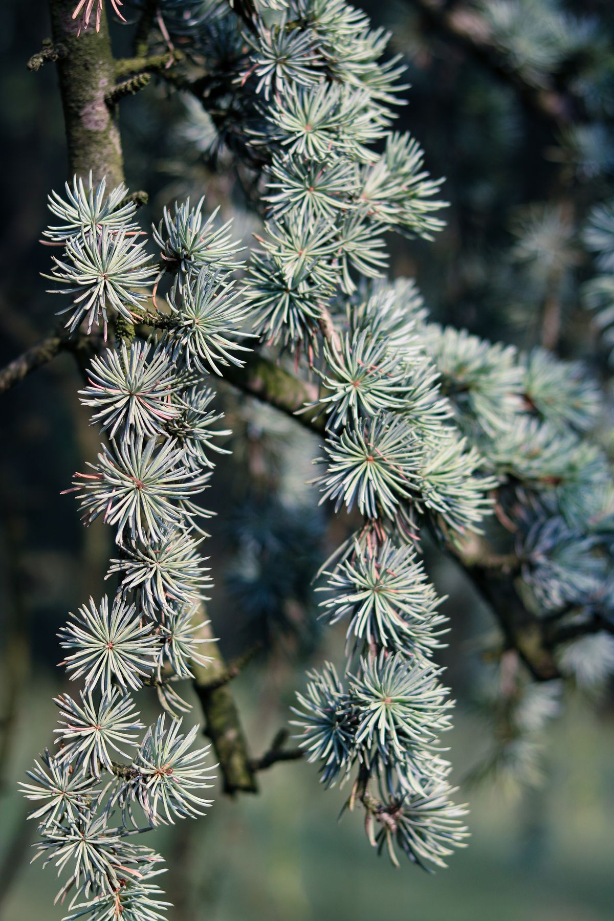 A green Atlas cedar branch — visual inspiration for Cedar Pine Vetiver