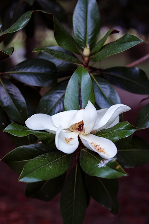 Foto d'estoc gratuïta de blanc, flor, fresc