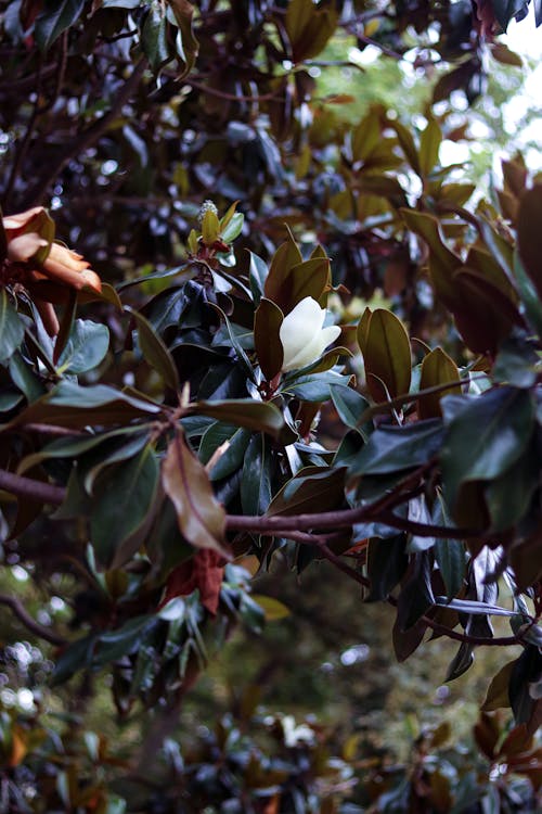 Darmowe zdjęcie z galerii z gałęzie, liście, natura