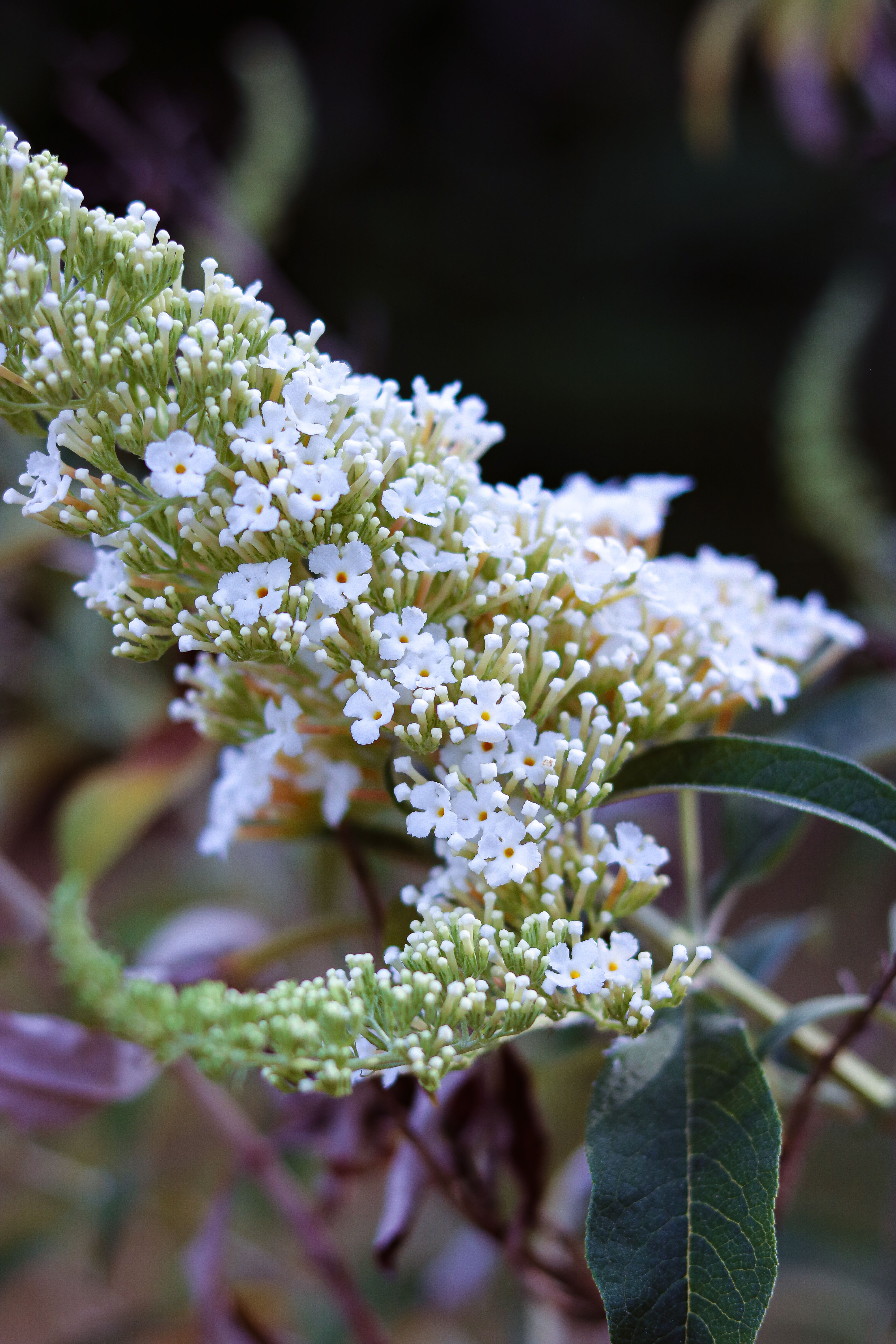 Beautiful white Buddleja flowers blooming in a natural setting, captured in detail.