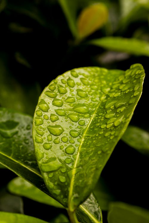 Imagine de stoc gratuită din creștere, fotografiere verticală, frunză verde