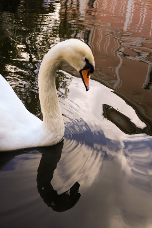 Imagine de stoc gratuită din bird în lake, lac, lebădă