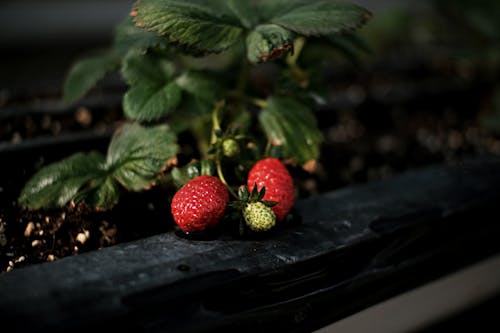 Gratuit Imagine de stoc gratuită din boabe, căpșună, căpșuni Fotografie de stoc