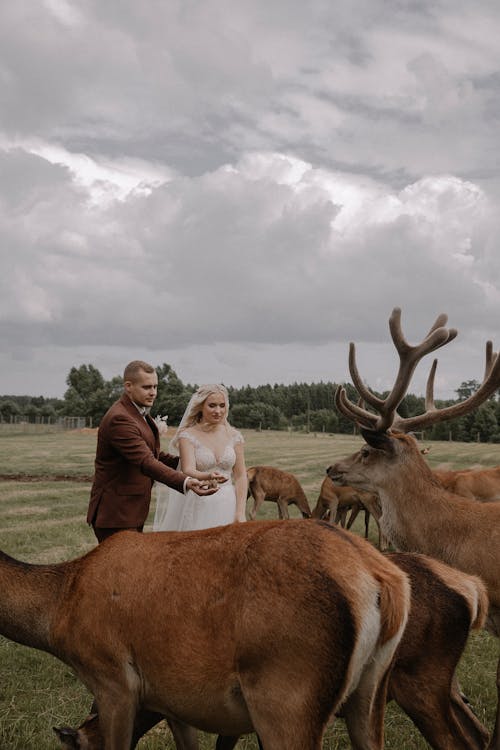 Newlyweds Feeding Buck and Deer