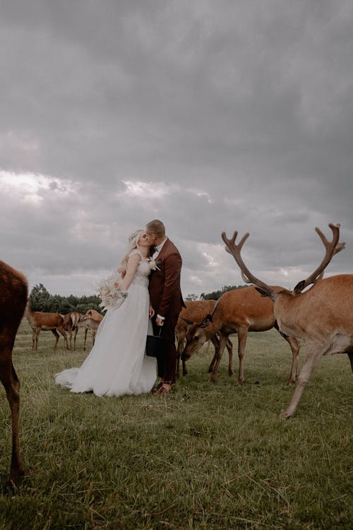 Newlyweds Kissing among Deer and Buck 