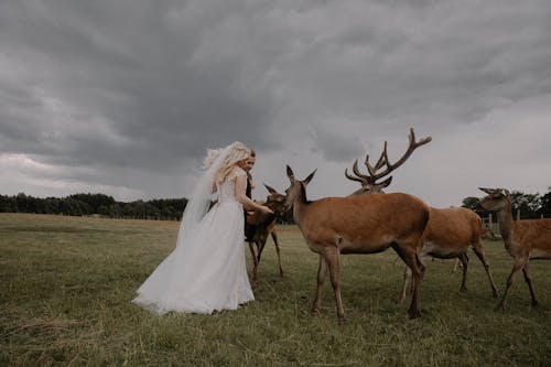 Newlyweds Feeding Deer and Buck