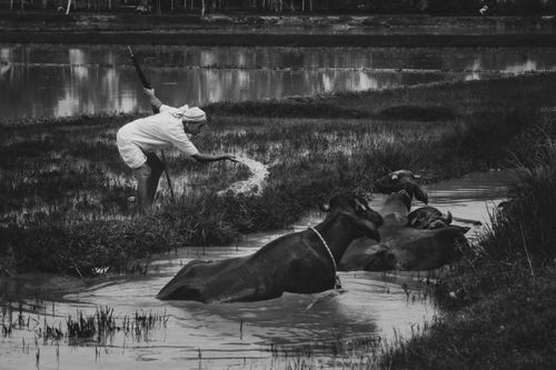 Free A farmer working with water buffalos in a rural Indian field, showcasing traditional agriculture. Stock Photo